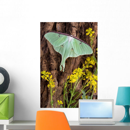 Luna Moth Tree Wall Decal