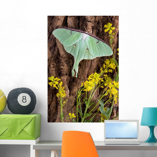Luna Moth Tree Wall Decal