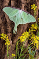 Luna Moth Tree Wall Decal
