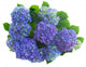 border of blue hortensia flowers Wall Decal