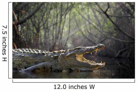 Crocodile Wall Decal