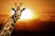 Giraffe Wall Decal