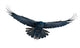 Raven in flight on white Wall Decal