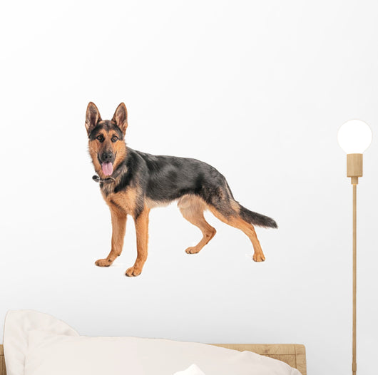 Shepherd on a white background Wall Decal