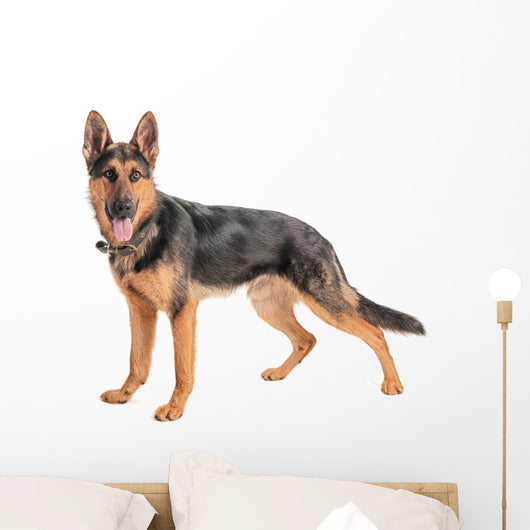 Shepherd on a white background Wall Decal