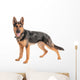 Shepherd on a white background Wall Decal