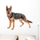 Shepherd on a white background Wall Decal