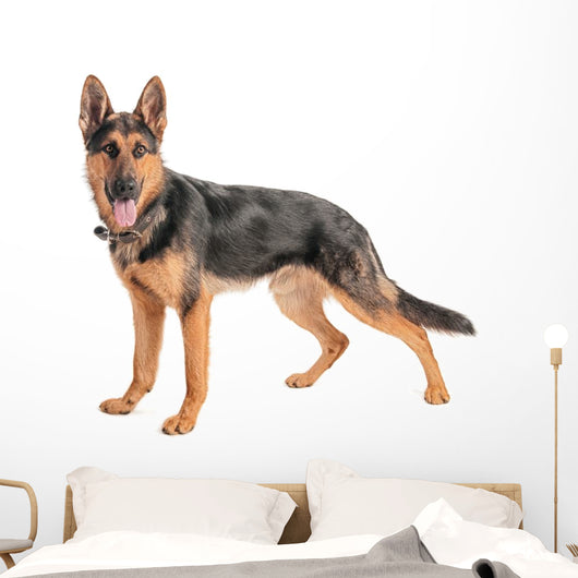 Shepherd on a white background Wall Decal