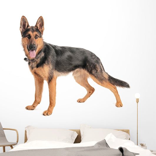 Shepherd on a white background Wall Decal