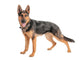 Shepherd on a white background Wall Decal