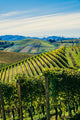 Paesaggio autunnale nelle vigne delle Langhe Wall Decal