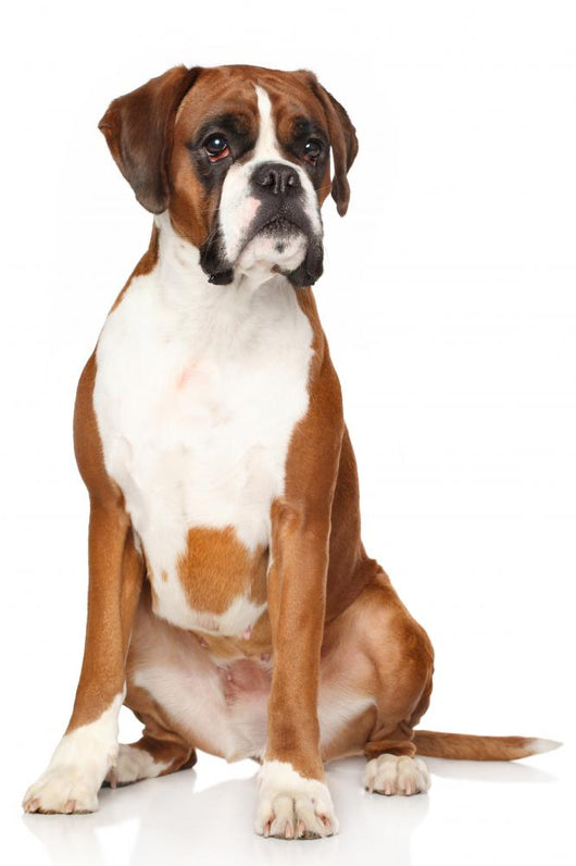 Boxer dog Wall Decal