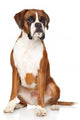 Boxer dog Wall Decal