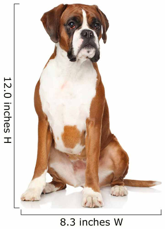 Boxer dog Wall Decal
