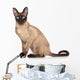 Siamese Oriental Cat Wall Decal