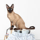 Siamese Oriental Cat Wall Decal