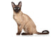 Siamese Oriental Cat Wall Decal