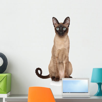 Oriental Siamese Cat Wall Decal shown on a wall
