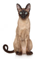 Oriental Siamese cat Wall Decal
