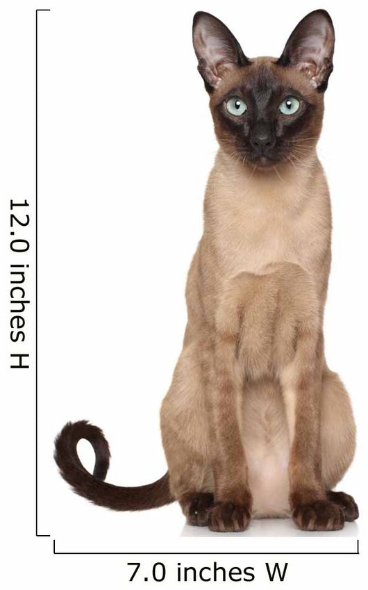 Oriental Siamese Cats For Sale Oriental Siamese Cat Wall Decal
