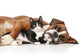 Cat and dog together Wall Decal
