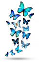 Many different butterflies Wall Decal
