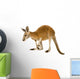 Young red kangaroo (9 months) - Macropus rufus Wall Decal