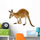 Young red kangaroo (9 months) - Macropus rufus Wall Decal