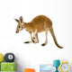 Young red kangaroo (9 months) - Macropus rufus Wall Decal