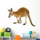 Young red kangaroo (9 months) - Macropus rufus Wall Decal