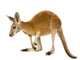 Young red kangaroo (9 months) - Macropus rufus Wall Decal