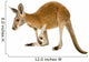 Young red kangaroo (9 months) - Macropus rufus Wall Decal
