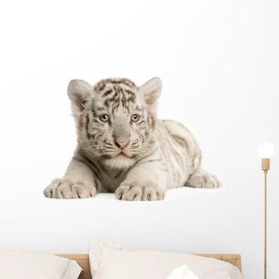 White Tiger Cub Wall Decal 5 shown on a wall