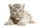 White Tiger cub Wall Decal