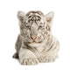 White Tiger Cub Wall Decal