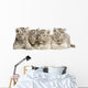 White Tiger Cub Wall Decal