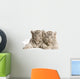 White Tiger Cub Wall Decal