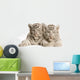 White Tiger Cub Wall Decal