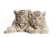 White Tiger Cub Wall Decal
