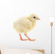 Baby Chick Chicken Wall Decal