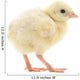 Baby Chick Chicken Wall Decal