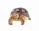 Turtle White