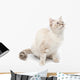 White Kitty Cat Wall Decal