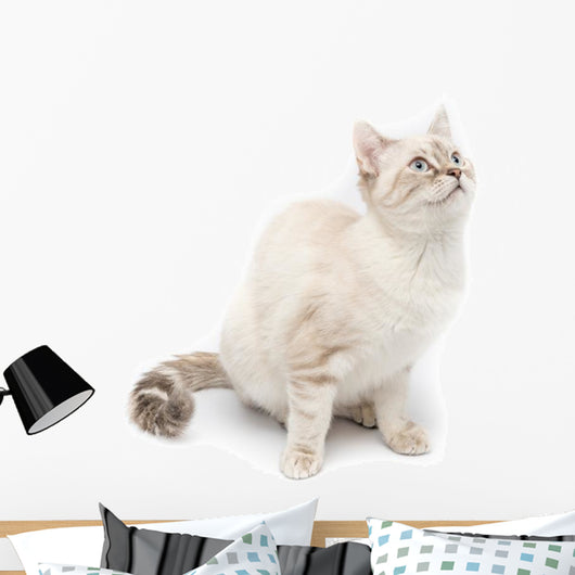 White Kitty Cat Wall Decal