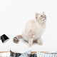 White Kitty Cat Wall Decal