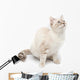 White Kitty Cat Wall Decal