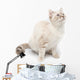 White Kitty Cat Wall Decal