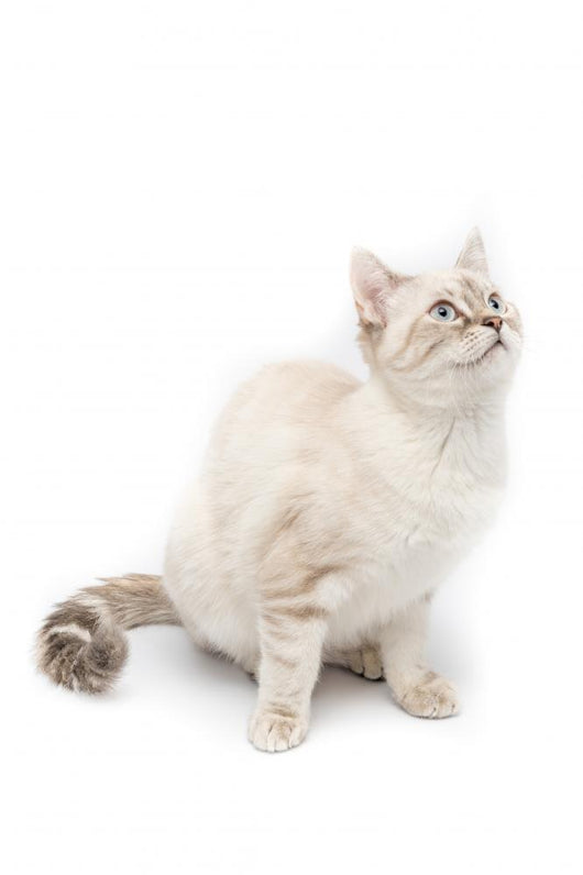 White Kitty Cat Wall Decal