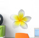 Frangipaniplumeria Flower Isolated On White Wall Decal