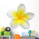 Frangipaniplumeria Flower Isolated on White Wall Decal